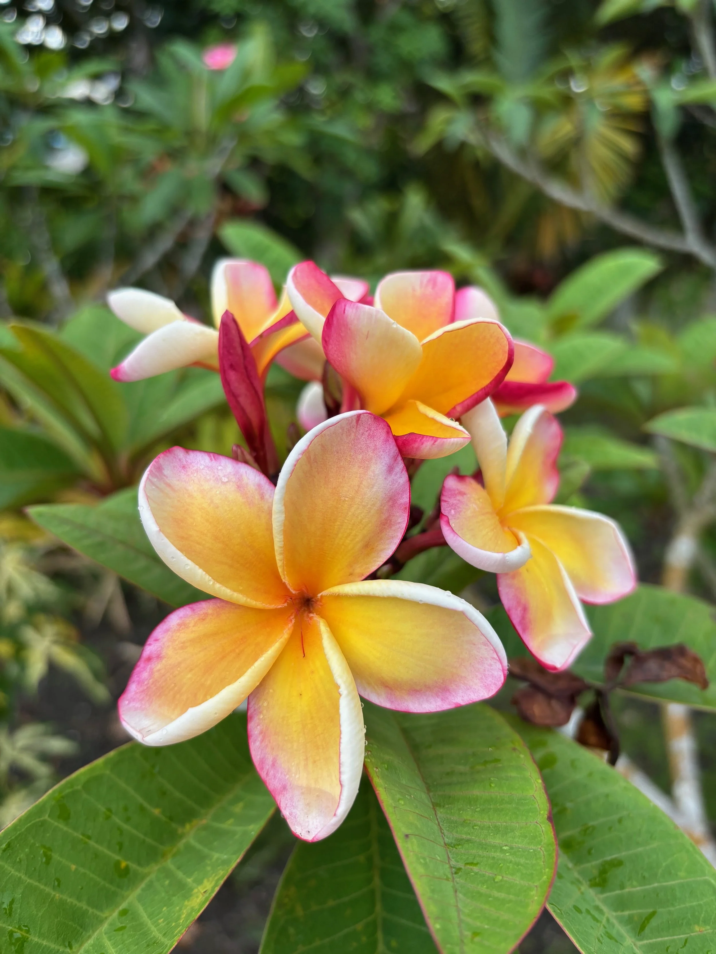 Plumerias — Vintage Green Farms with Tom Piergrossi Plumerias — Vintage Green Farms with Tom Piergrossi